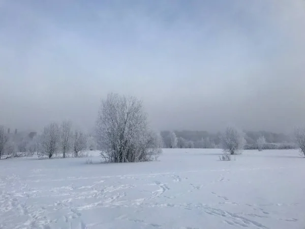 Vinterparken Buskar Och Träd Täckta Med Tjock Frost — Stockfoto