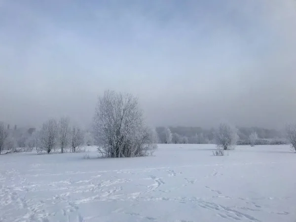 Winter Park Les Buissons Les Arbres Sont Couverts Givre Épais — Photo