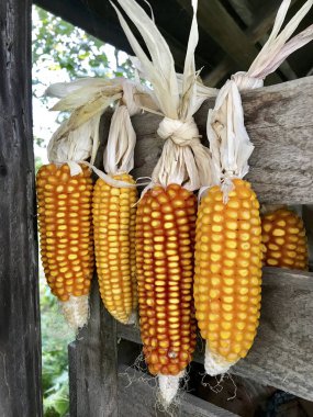 Açık havada kurutma Mısır koçanı. Birbirleriyle glumes bağlı. Bir ahşap kutu ve sıkı bir ip üzerinde asmak. İç saha--dan hasat bitkileri. Sarı lezzetli tahıl.