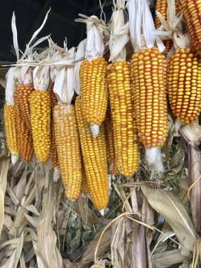 Açık havada kurutma Mısır koçanı. Birbirleriyle glumes bağlı. Sıkı bir ipe asmak. İç saha--dan hasat bitkileri. Sarı lezzetli tahıl.