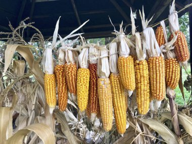 Açık havada kurutma Mısır koçanı. Birbirleriyle glumes bağlı. Sıkı bir ipe asmak. İç saha--dan hasat bitkileri. Sarı lezzetli tahıl.