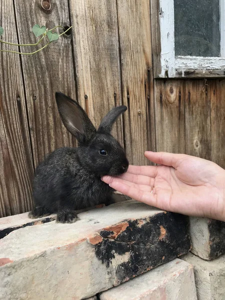 Chica Está Acariciando Conejo Negro Hogar Pueblo —  Fotos de Stock