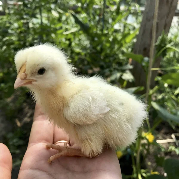 Gentle fluffy chicken sits in the palm of the girl.