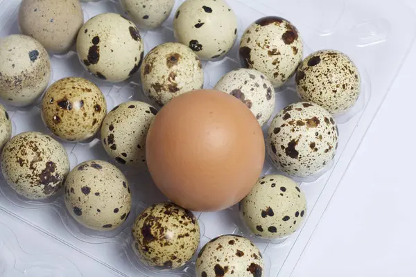 Κοτόπουλο Αυγό Ανάμεσα Ορτύκια Αυγά Βρίσκονται Ένα Πλαστικό Περιέκτη — Φωτογραφία Αρχείου