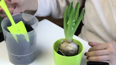 Campanula'lar bakımı. Kadın bir kök sistemi ve dünyevi topu ile sümbül soğan bir tencereye koyun. Nakil için.