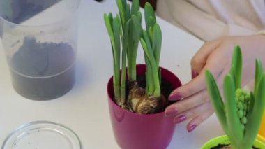 Campanula'lar bakımı. Bir kadın büyük bir tencerede bir nergis yerini alır. Dünya çiçek kökleri için ekler.