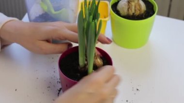 Campanula'lar bakımı. Bir kadın büyük bir tencerede bir nergis yerini alır. Ampul çevresindeki toprak düzenler.