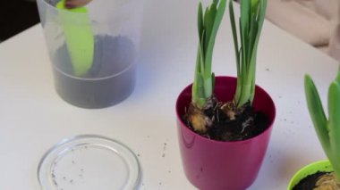 Campanula'lar bakımı. Bir kadın büyük bir tencerede bir nergis yerini alır. Dünya çiçek kökleri için ekler.