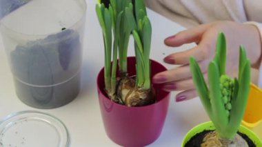Campanula'lar bakımı. Bir kadın büyük bir tencerede bir nergis yerini alır. Dünya çiçek kökleri için ekler.