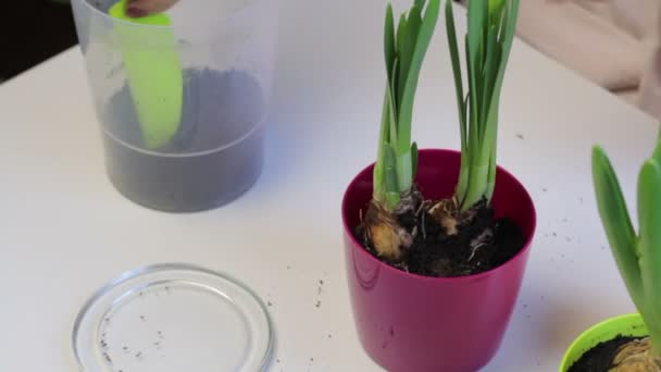 Care Primroses Woman Replaces Narcissus Larger Pot Adds Earth Roots — Stock Video