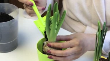 Campanula'lar bakımı. Bir kadın büyük bir tencerede bir sümbül yerini alır. Dünya çiçek kökleri için ekler.