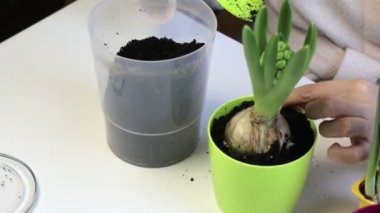 Campanula'lar bakımı. Bir kadın büyük bir tencerede bir sümbül yerini alır. Dünya çiçek kökleri için ekler.