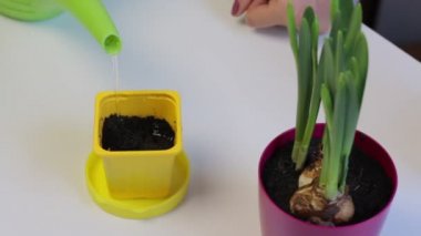 Bir kadın bir sulama olabilir toprak bir tencerede su dökülen. O, o biberiye tohum dikildi.