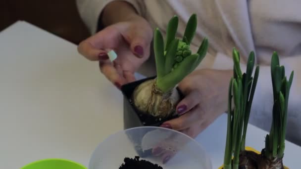 Care Primroses Woman Holding Pot Hyacinth Inspects Sprout Pot — Stock Video