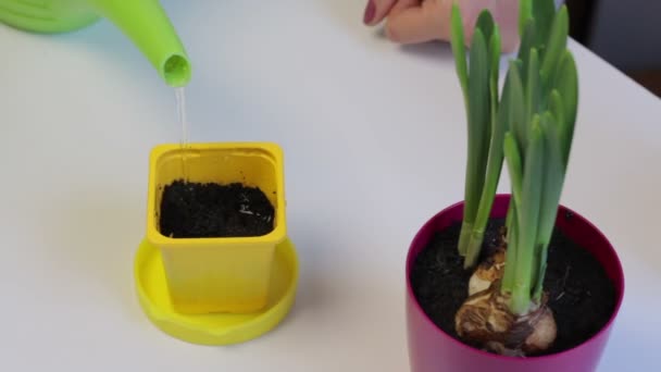 Una Donna Versa Acqua Annaffiatoio Terreno Una Pentola Piantato Dei — Video Stock