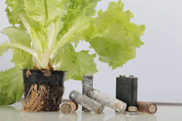 Spent batteries and green lettuce growing in a pot. Recycling waste batteries. Environmental Protection. Earth Day.