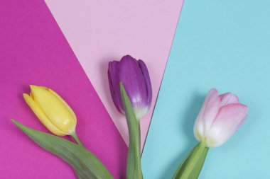 Bahar çiçekleri. Lale renkli arka plan üzerinde farklı renkteki bir buket.