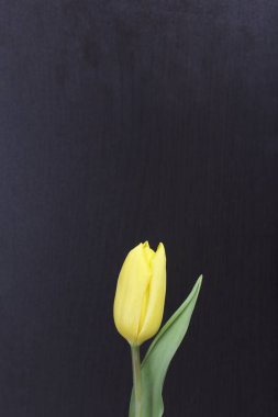 Bahar çiçekleri. Karanlık bir arka plan üzerinde bir Sarı Lale.