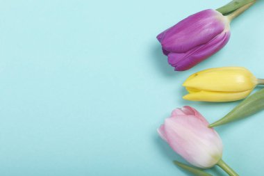 Bahar çiçekleri. Nane arka plan üzerinde farklı renkteki Lale buketi.