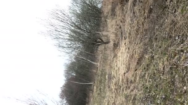 春天的风景 树仍然没有新叶 去年的草 框架旋转360度 — 图库视频影像
