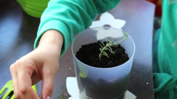 Een Vrouw Transplantaties Rozemarijn Takken Met Gekiemde Wortels Een Grote — Stockvideo