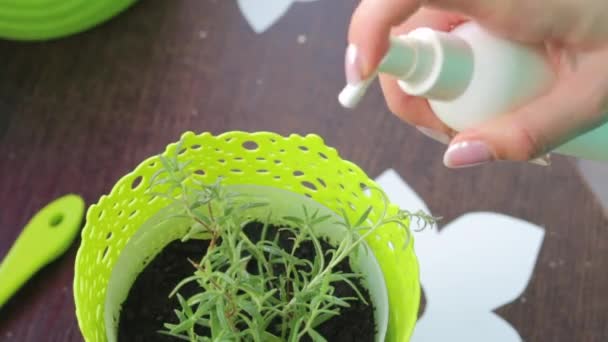 Les branches de romarin plantées dans un pot sont irriguées à partir d'un flacon pulvérisateur .