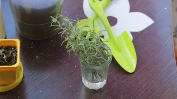 Rosemary Branches Stand Glass Water Waiting Appearance Roots Tools Transplanting — Stock Video