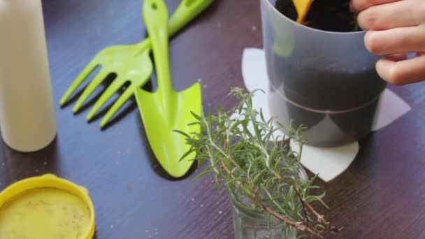 Ramas Romero Con Raíces Germinadas Cerca Las Herramientas Para Trasplante — Vídeos de Stock