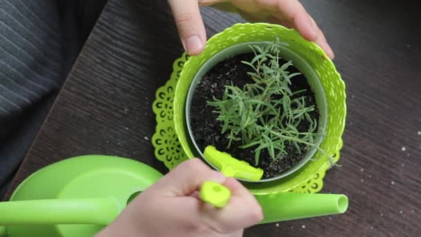 Man Caring Rosemary Growing Pot Loosens Soil Garden Fork View — Stock Video