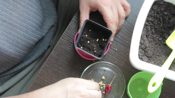 Homem Está Plantar Sementes Numa Panela Atira Sementes Para Vaso — Vídeo de Stock