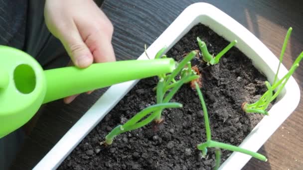 Man Caring Onions Growing Pot Watering Water Watering Can View — Stock Video