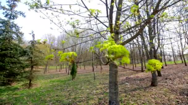 第一片叶子在树上在风中摇摆 春天公园 — 图库视频影像