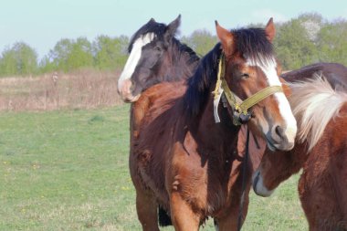 Atlar çayırda otluyor..