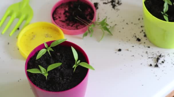 Une Femme Corrige Les Semis Dans Pot Transplantation Plants Piment — Video