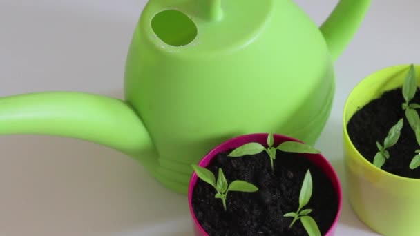 Table Stands Seedlings Transplanting Pots Nearby Watering Can Transplanting Hot — Stock Video