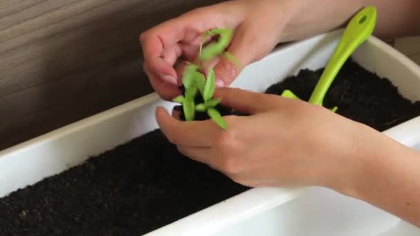 Žena Sdílí Klíčící Sazenice Transplantace Semenáčků Horké Papriky — Stock video