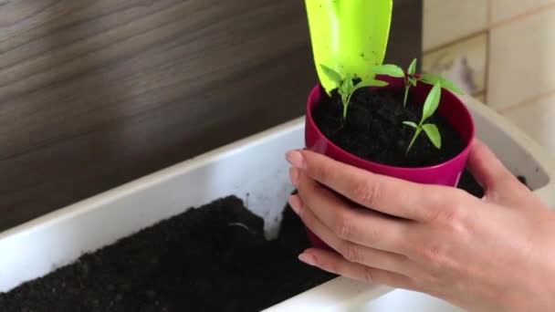 Woman Working Sprouts Seedlings Adds Earth Pot Transplanting Hot Pepper — Stock Video