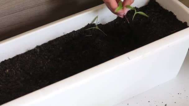 Kvinna Arbetar Med Groddar Plantor Rensar Jordens Rotsystem Omplantering Pepparplantor — Stockvideo