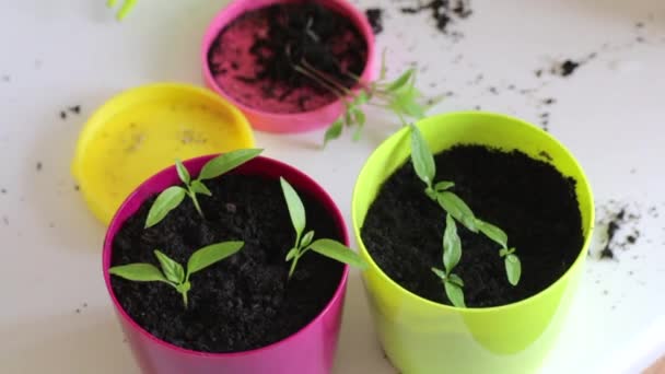 Woman Works Seedlings Table Pots Sprouts Transplanting Hot Pepper Seedlings — Stock Video