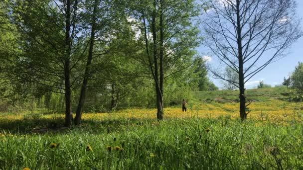 春の草原は 開花タンポポで生い茂った サニースプリング — ストック動画