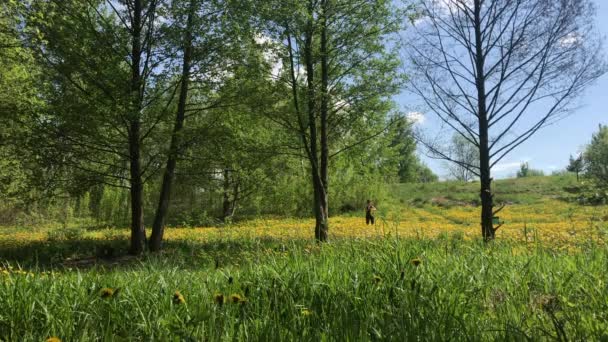 Frühlingswiese Mit Blühendem Löwenzahn Sonniger Frühling — Stockvideo