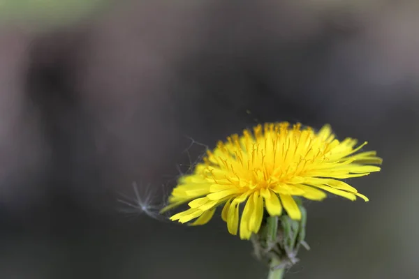 Spring meadow. Yellow dandelions are visible. Close-up. — Stock Photo, Image