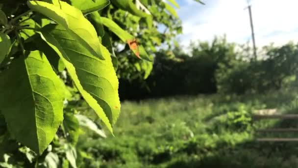 Walnoot Bladeren Zwaaien Wind Verlicht Door Felle Zomerzon Het Landschap — Stockvideo