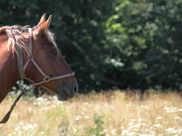 Horse grazing in a meadow with high green grass. — Stock Photo, Image