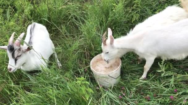 Rebanho Cabras Jovens Pastando Pasto Beba Água Balde Caminhe Entre — Vídeo de Stock