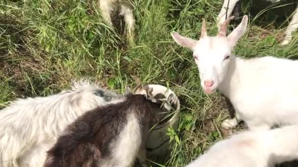 Un troupeau de jeunes chèvres boit l'eau d'un seau. Un seau se tient dans le pâturage parmi l'herbe .