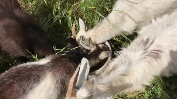 Una Manada Cabras Jóvenes Beben Agua Cubo Cubo Está Pasto — Vídeos de Stock