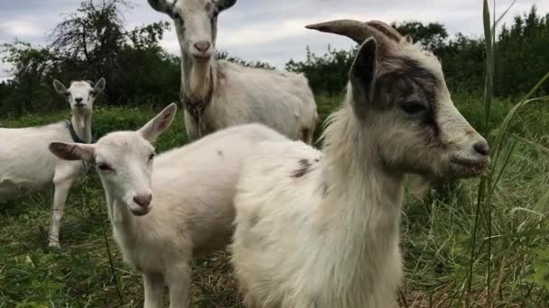 Herd Young Goats Grazing Pasture Walk High Grass Look Camera — Stock Video