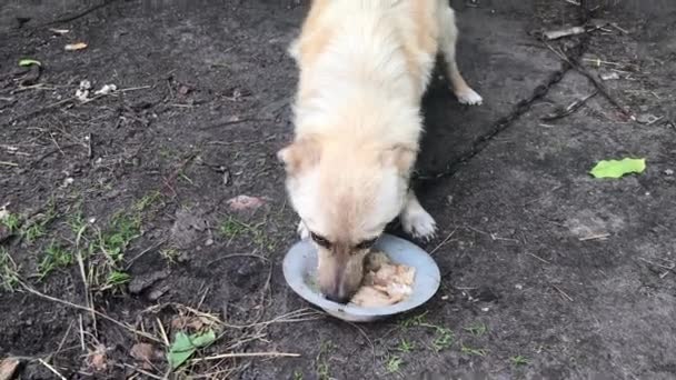 Zincirdeki Köylü Köpeği Bir Kase Yemekten Yer — Stok video