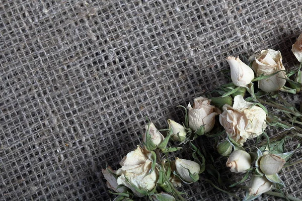 Dried flowers of beige roses. Stacked on rough linen fabric. — Stock Photo, Image
